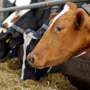 Scandinavian Farmers Report Cow Illnesses from Bovaer Methane Additive